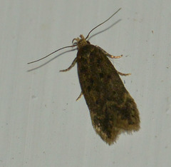 Bryotropha affinis