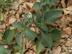 Solanaceae