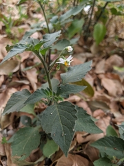 Solanaceae