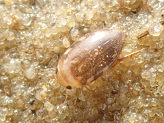 Laccophilus hyalinus