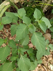 Solanaceae