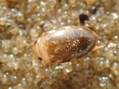 Laccophilus hyalinus