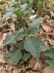 Solanaceae