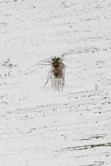Dasydemellidae