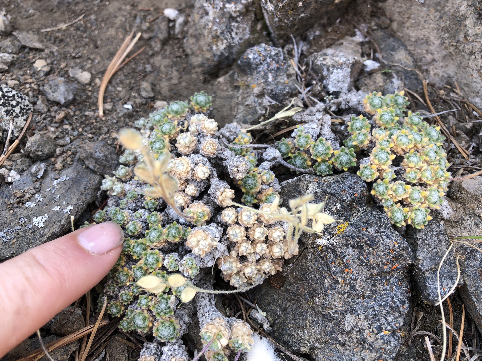Draba pterosperma