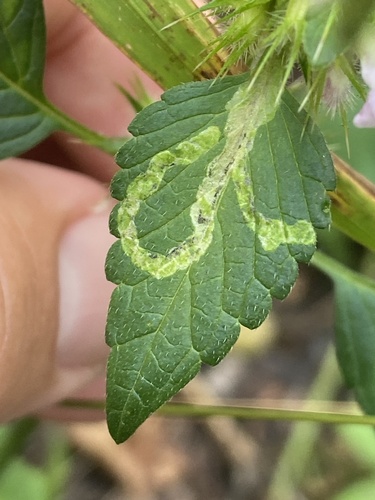 Liriomyza bryoniae photo 4