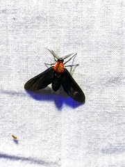 Psoloptera thoracica image