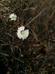 Hemizonia congesta luzulifolia