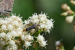 Chauliognathus obscurus