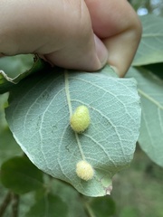 Euura pedunculi