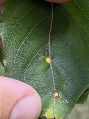 Euura pedunculi