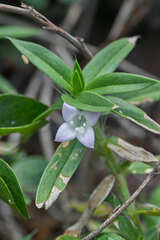 Hexasepalum apiculatum