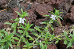 Hexasepalum apiculatum