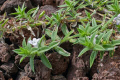 Hexasepalum apiculatum