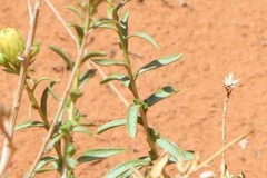 Chrysothamnus stylosus