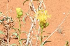 Chrysothamnus stylosus