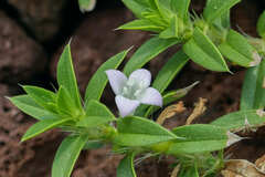 Hexasepalum apiculatum