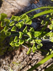 Adiantum chilense scabrum