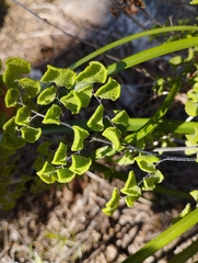 Adiantum chilense scabrum