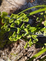 Adiantum chilense scabrum