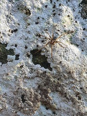 Floronia bucculenta
