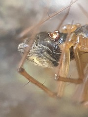Floronia bucculenta