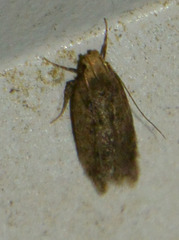 Bryotropha terrella