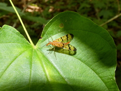 Panorpa rufescens