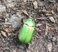 Chrysina lecontei