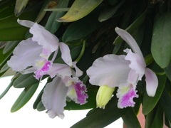 Cattleya trianae