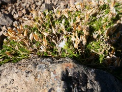 Cherleria arctica
