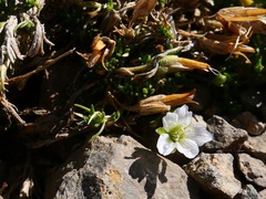 Cherleria arctica