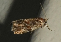 Olethreutes tilianum