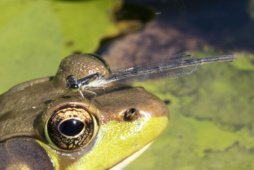 Fragile Forktail photographed in Connecticut