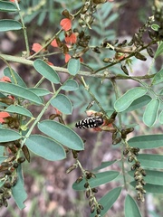 Acmaeodera solitaria