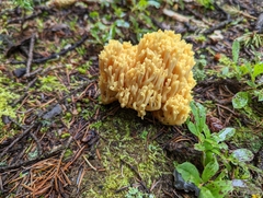 Ramaria largentii