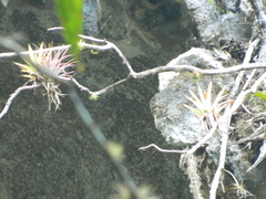 Tillandsia capitata
