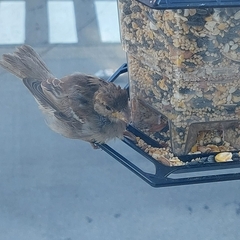 Passer domesticus