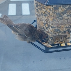 Passer domesticus
