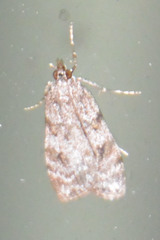 Scoparia ambigualis