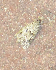 Scoparia basistrigalis