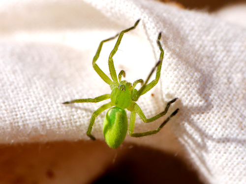 Green Huntsman Spider photo 4