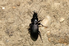 Pterostichus melanarius