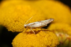 Argyresthia bonnetella