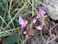 Acmaeodera solitaria