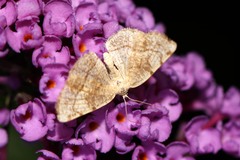 Stegania trimaculata