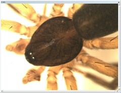 Scotina palliardii