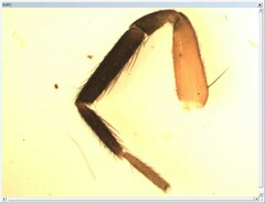 Scotina palliardii