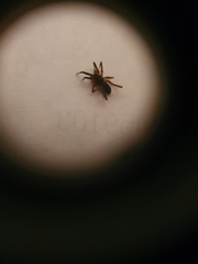 Scotina palliardii