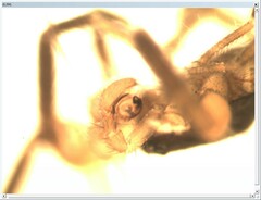 Scotina palliardii